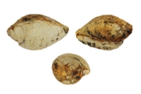 columbellidae sp